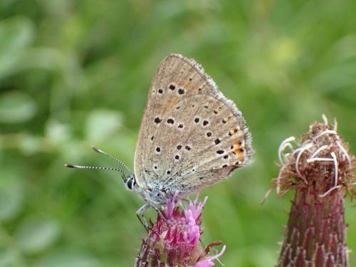 Réf. 205 909 : Lycaena hippothoe