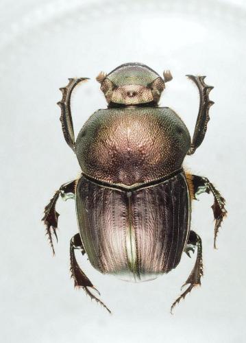Réf. 205 155 : Onitis fulmineus