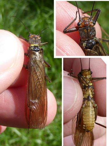Réf. 205 757 : Perla marginata
