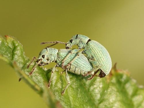 Réf. 205 278 : Phyllobius virideaeris