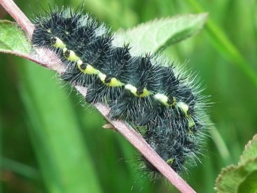 Saturnia pavonia