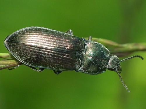 Selatosomus latus