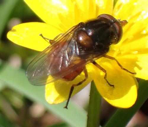 Réf. 205 159 : Rhingia sp.
