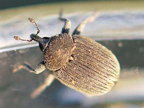 Rhinusa depressa