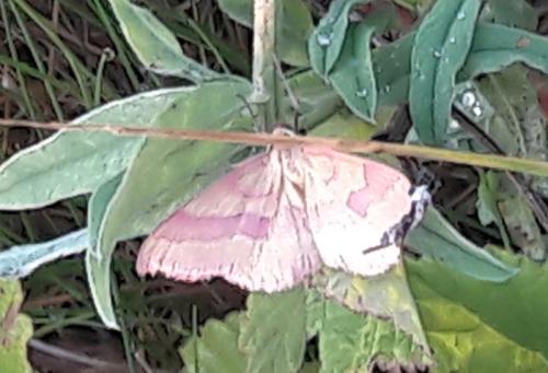 Rhodostrophia vibicaria