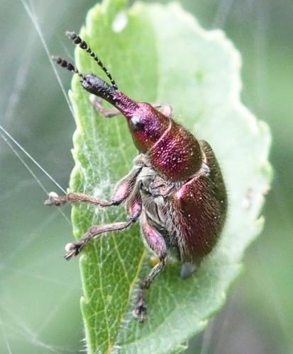 Réf. 205 974 : Rhynchites auratus