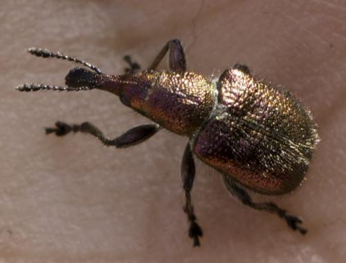 Réf. 205 975 : Rhynchites auratus