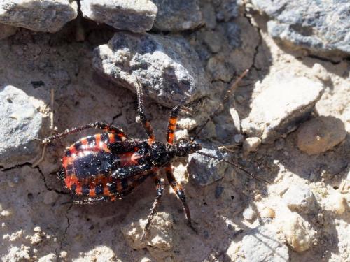 Rhynocoris iracundus