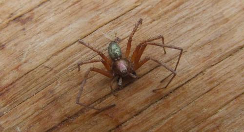 Philodromus sp.