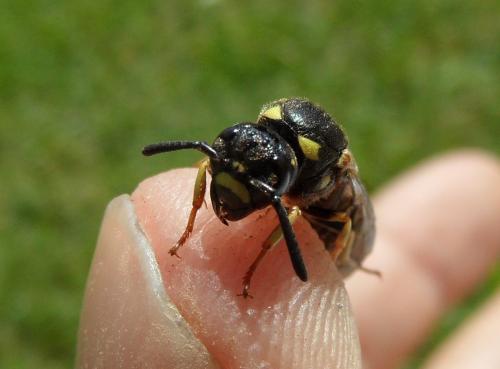 Réf. 205 645 : Symmorphus murarius