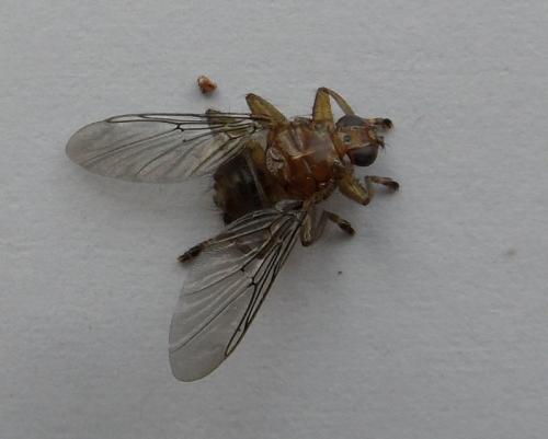 Ornithomya avicularia