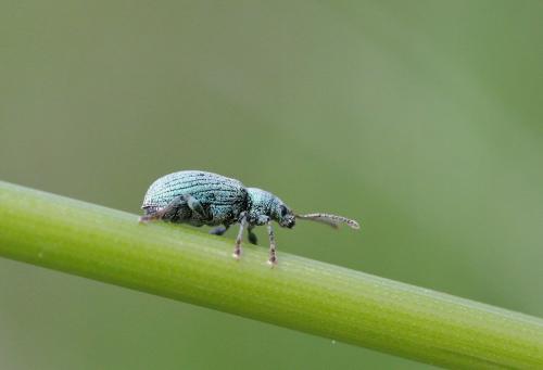 Réf. 205 080 : Phyllobius virideaeris