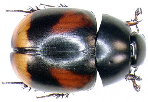 Réf. 205 711 : Sphaeridium scarabaeoides
