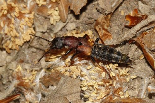 Dinothenarus fossor