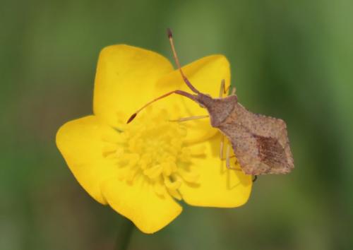 Réf. 205 132 : Syromastus rhombeus
