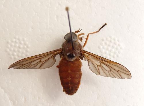 Tabanus fumomarginatus
