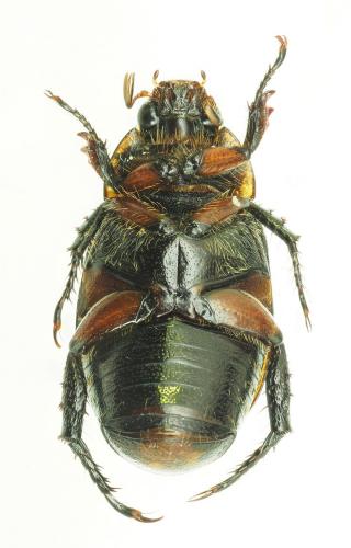 Anomala blaisei