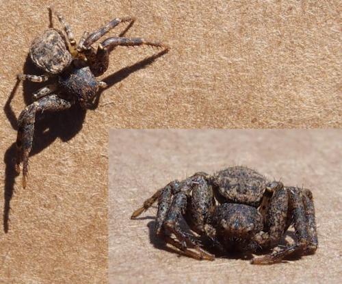 Xysticus sp.
