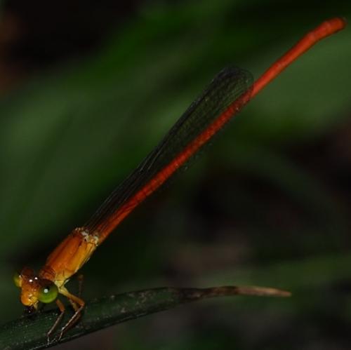 Réf. 205 321 : Ceriagrion glabrum