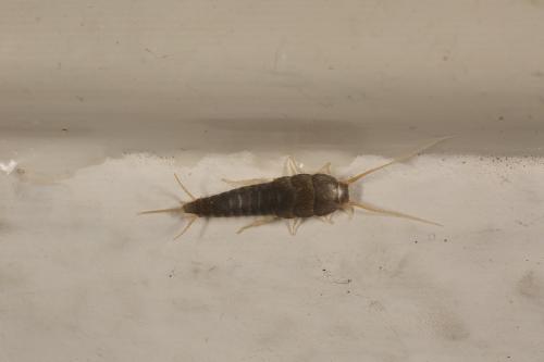 Lepisma saccharina