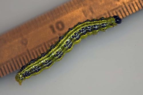 Réf. 205 040 : Cydalima perspectalis