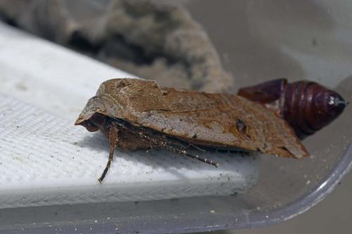 Noctua pronuba
