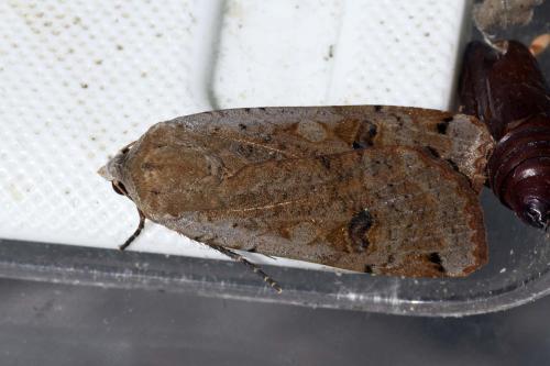 Noctua pronuba