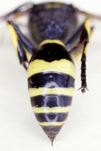 Réf. 205 488 : Gorytes planifrons