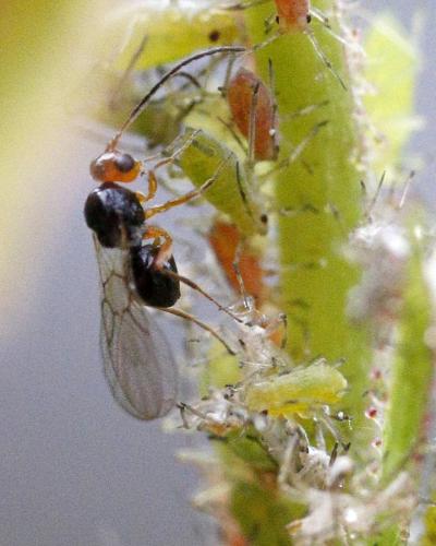 Alloxysta victrix