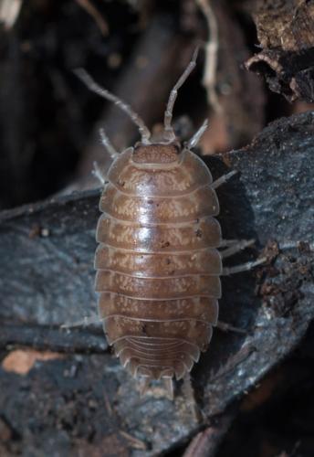 Porcellio sp.