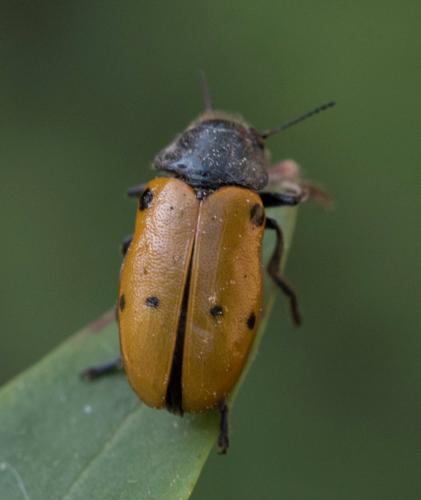Réf. 205 810 : Lachnaia italica