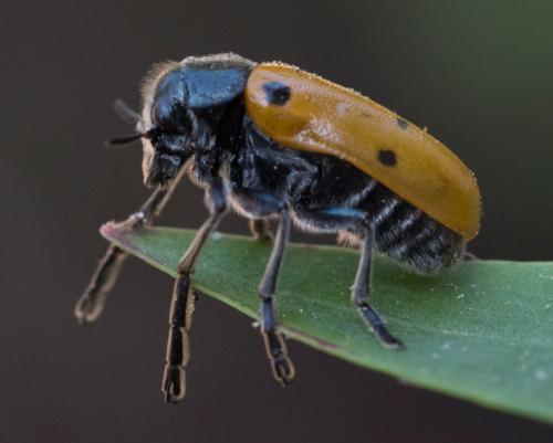 Lachnaia italica