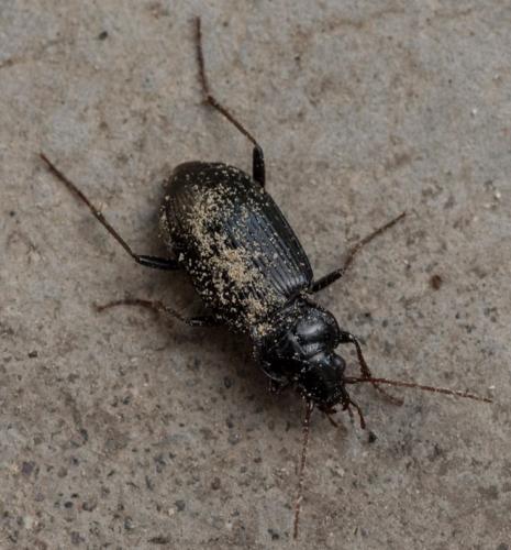 Réf. 205 818 : Nebria sp.