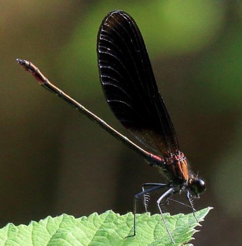 Calopteryx haemorrhoidalis