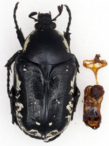 Aethiessa mesopotamica mesopotamica