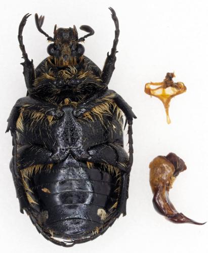 Aethiessa mesopotamica mesopotamica