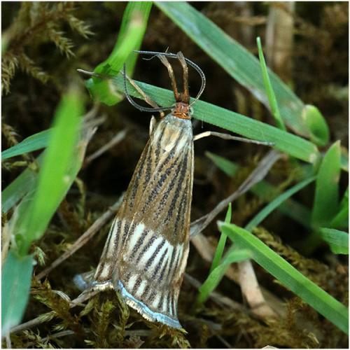 Réf. 205 773 : Chrysocrambus linetella