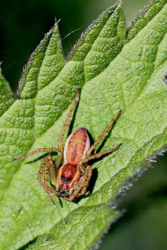 Dolomedes sp.