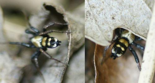 Callilepis sp.