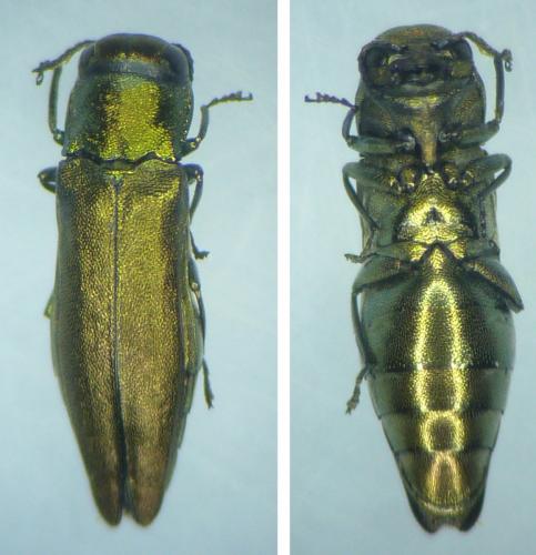 Réf. 205 917 : Agrilus graecus