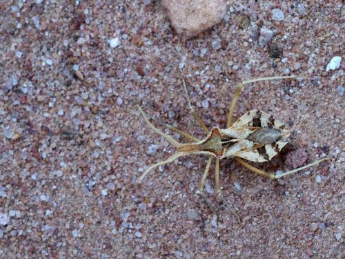 Cercinthus lehmannii