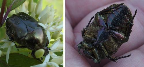 Réf. 205 808 : Potosia cuprea