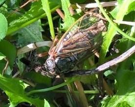 Tibicina haematodes