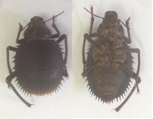 Prionotheca coronata