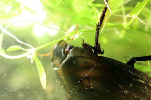 Réf. 205 685 : Hydrophilus piceus
