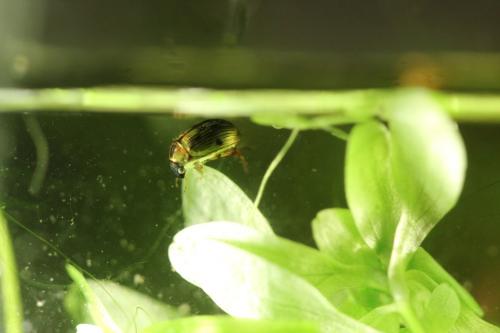 Berosus signaticollis