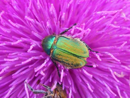 Réf. 205 161 : Glaphyrus serratulae maroccanus