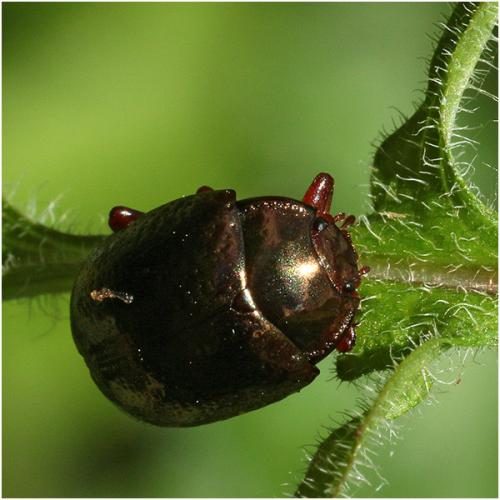 Réf. 205 669 : Chrysolina bankii