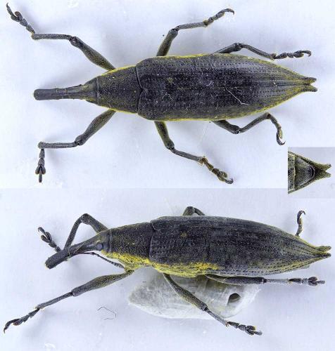 Réf. 205 314 : Lixus iridis