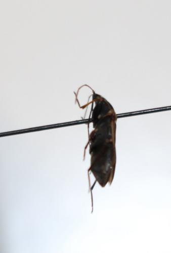 Réf. 205 361 : Xanthochilus saturnius